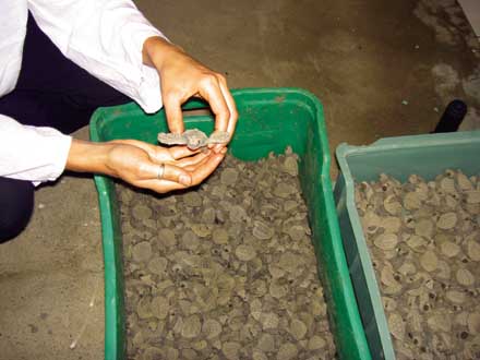 Preparing hundreds of baby turtles for release
