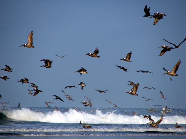 Pelicans and fishermen in the surf