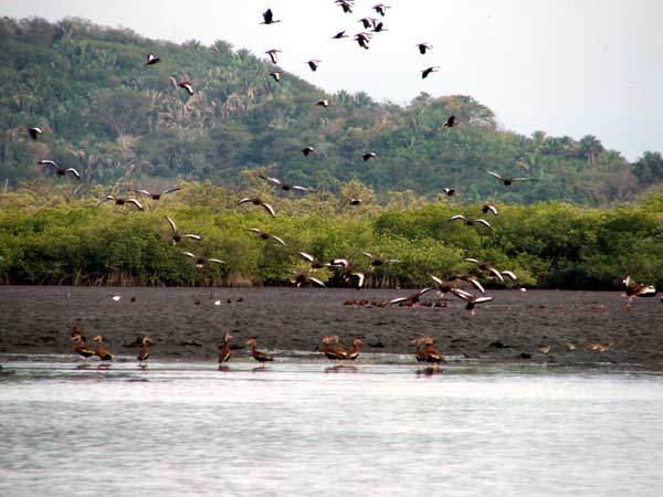 Ducks in the 1100 acre mangrove estuary