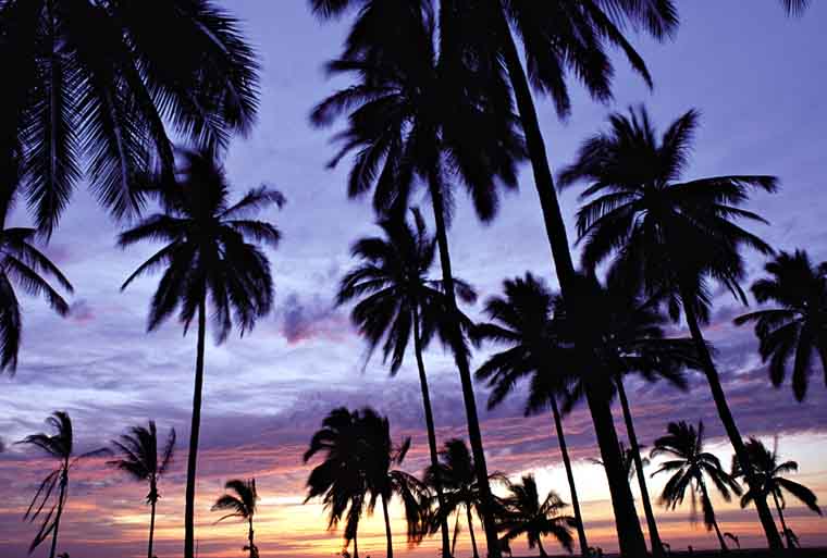 Just before the tropical sunset, through the palms