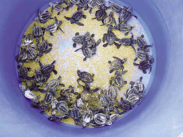 Preparing baby turtles for release