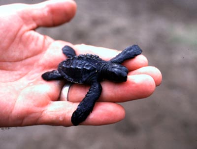 Baby olive ridley sea turtle ready to release