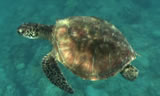 Riviera Nayarit Sea Turtles